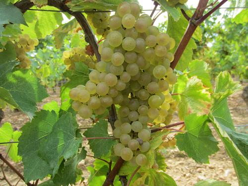 Зрелый виноград